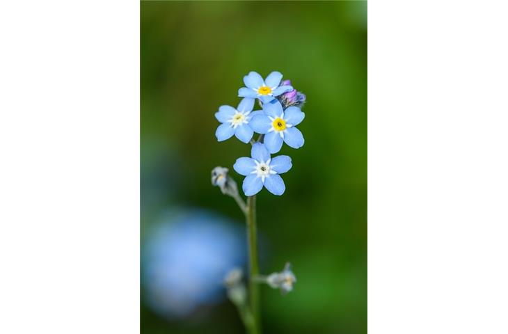 small hinges near me