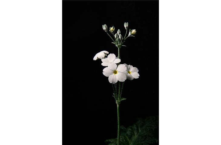 black spring loaded hinges