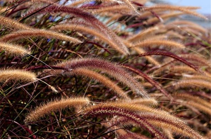 grass hinges
