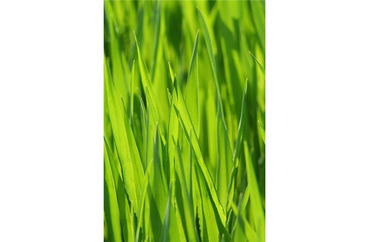grass hinges